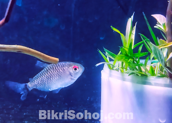 ৬ পিস Red Eye Tetra মাছ